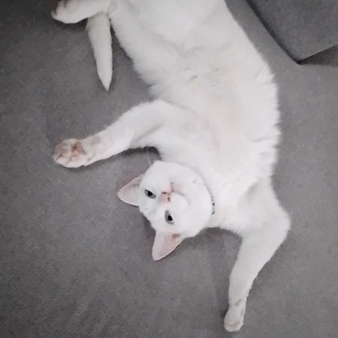 Yuki