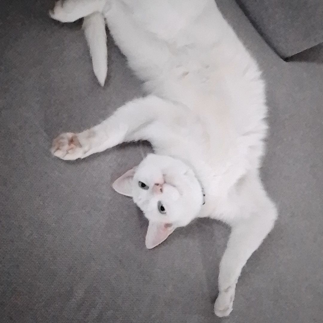 Yuki
