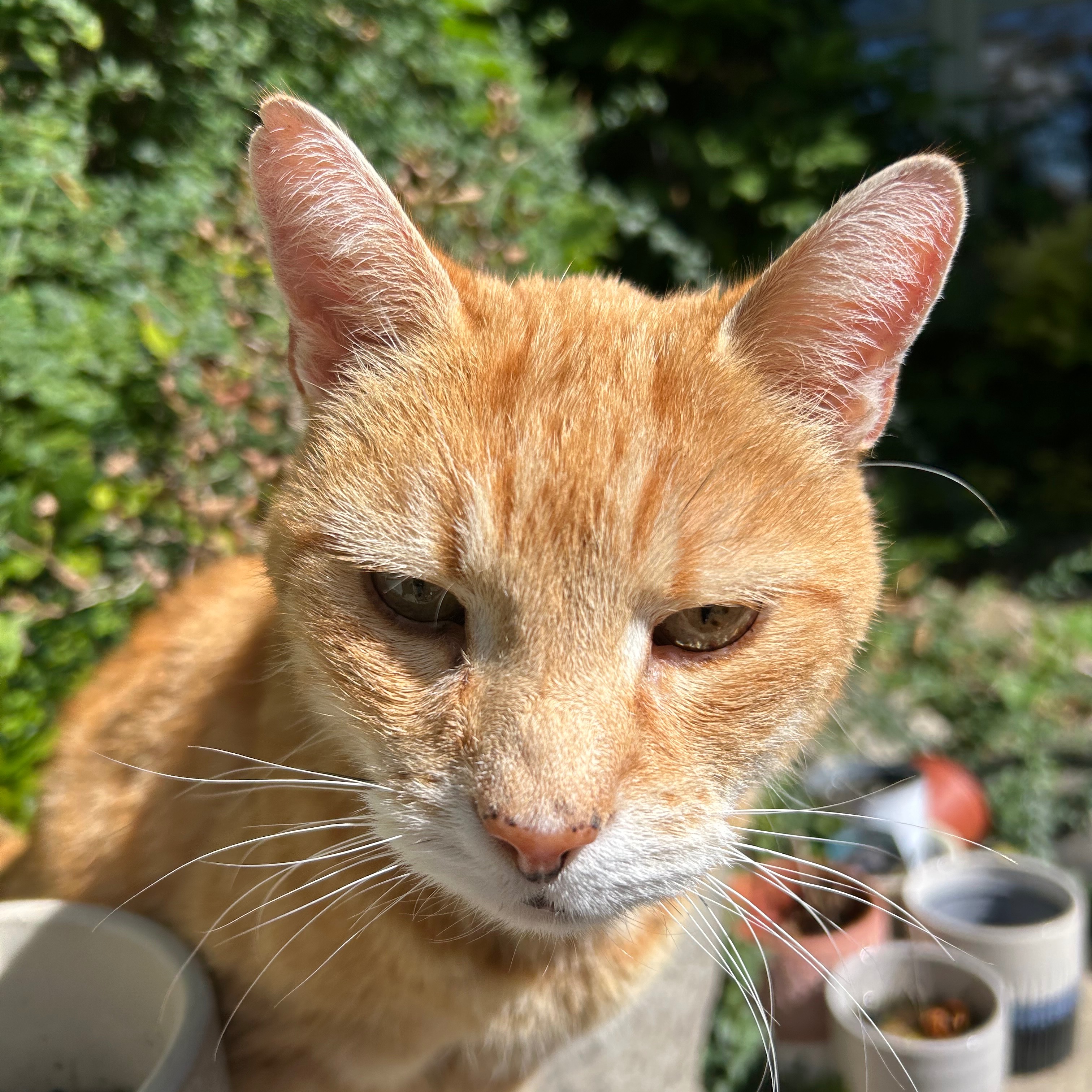 Oscar
