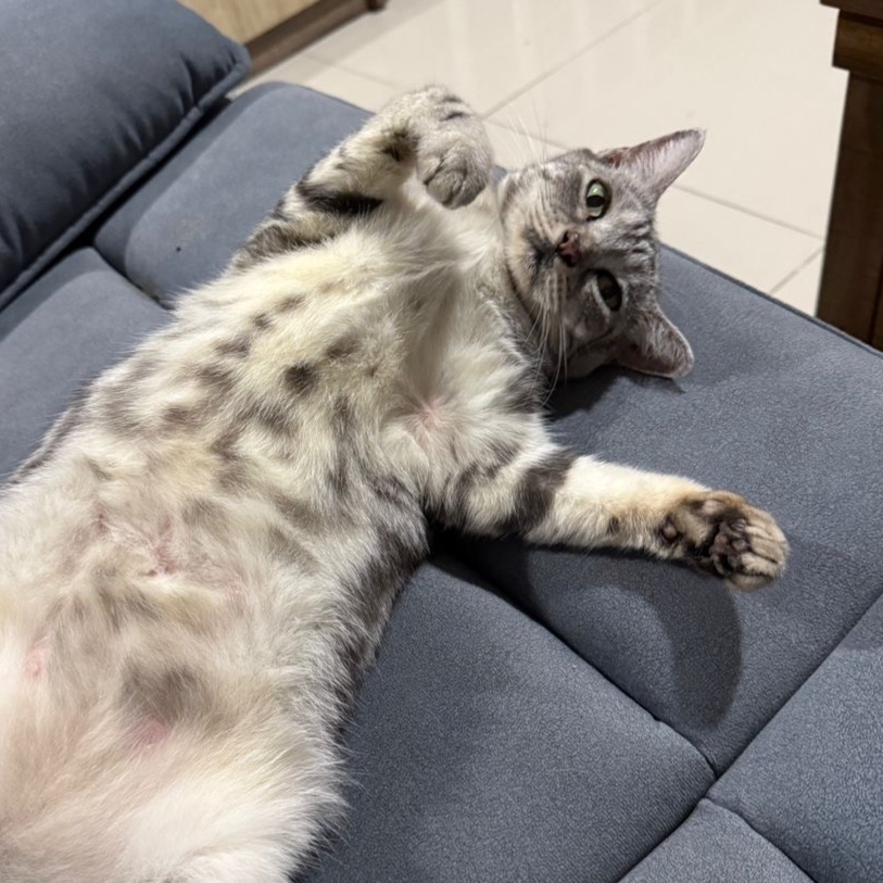 Miko