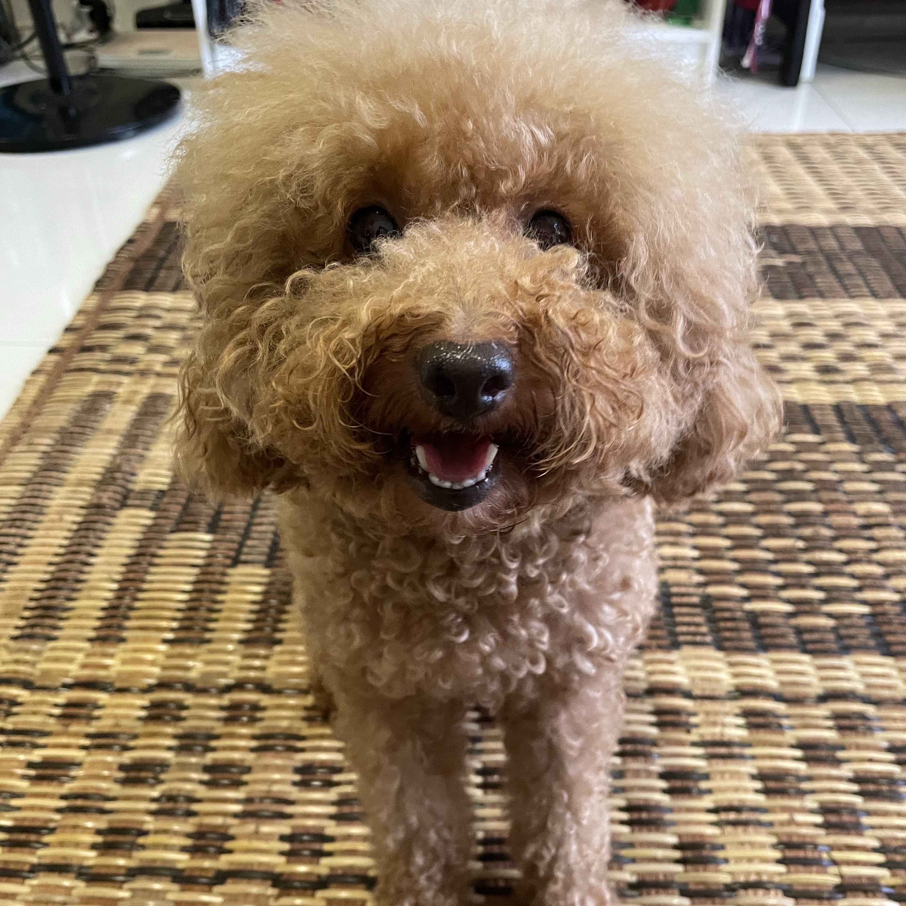 Bailey 