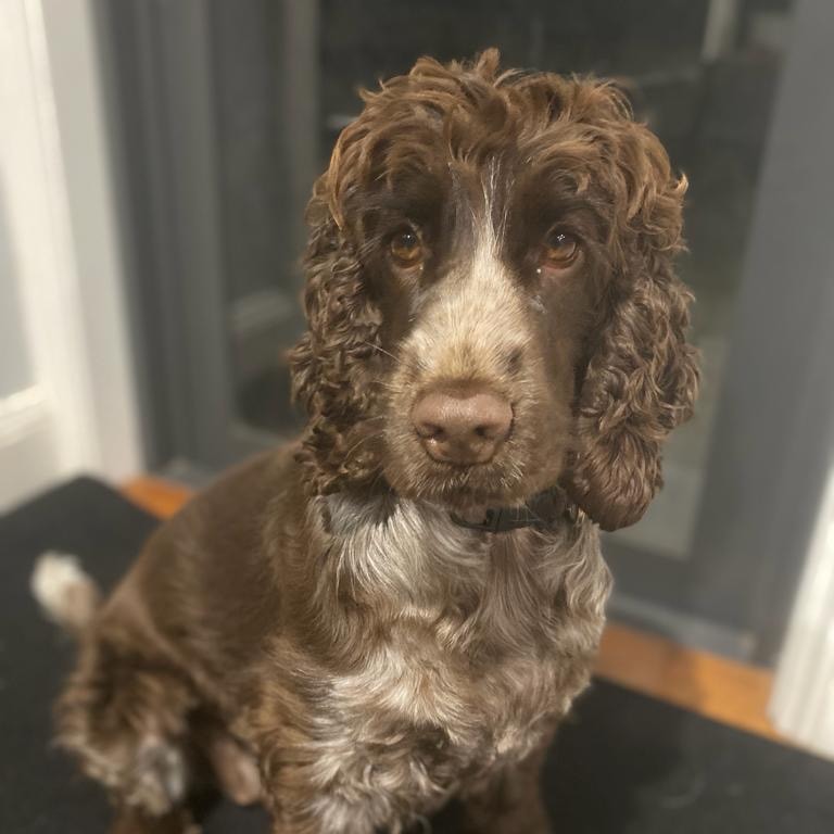 Hazel