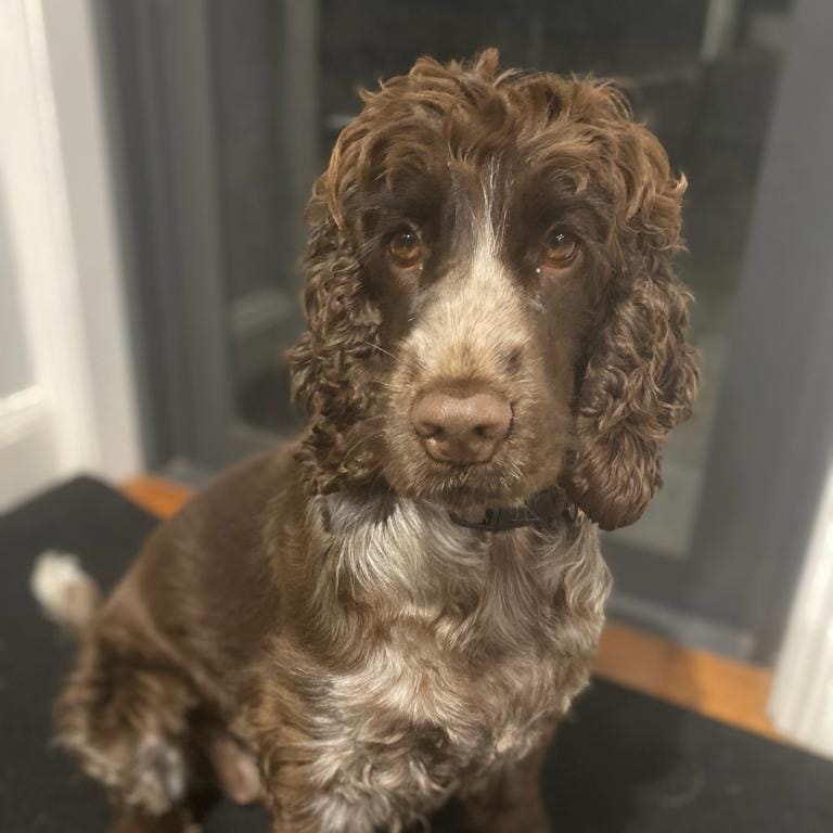 Hazel