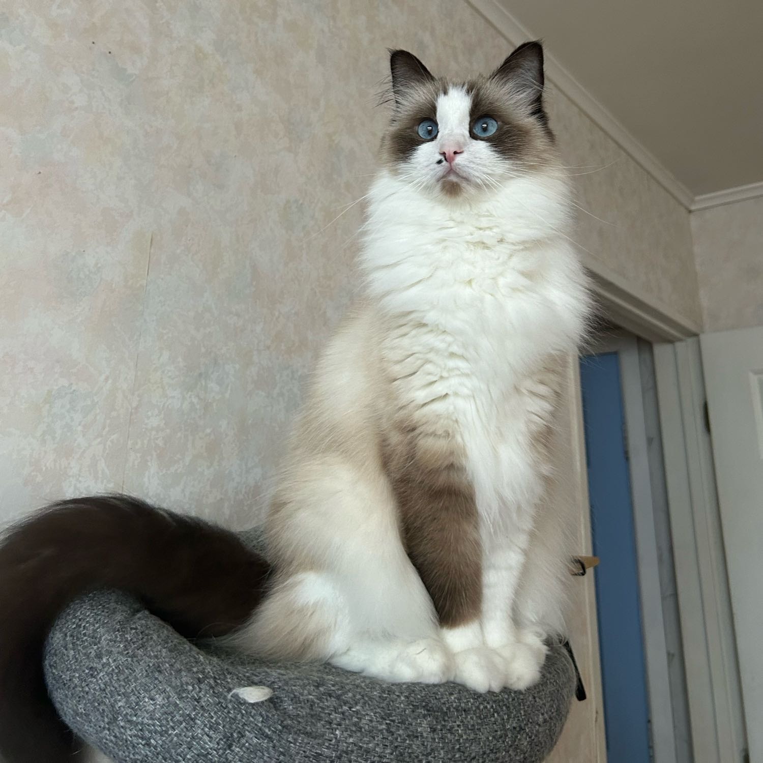 Molly