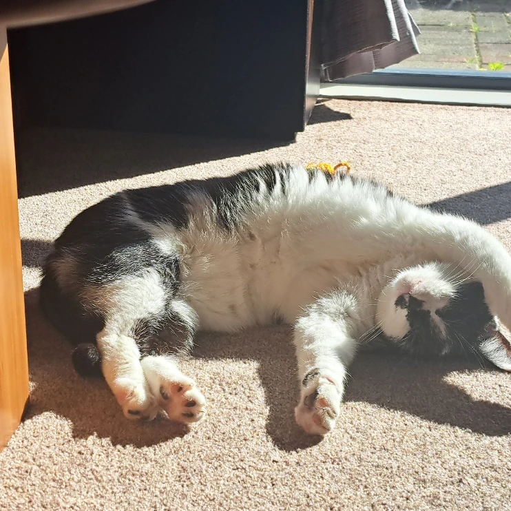 Maxy-Moo