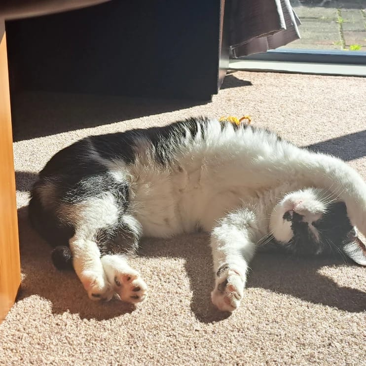 Maxy-Moo