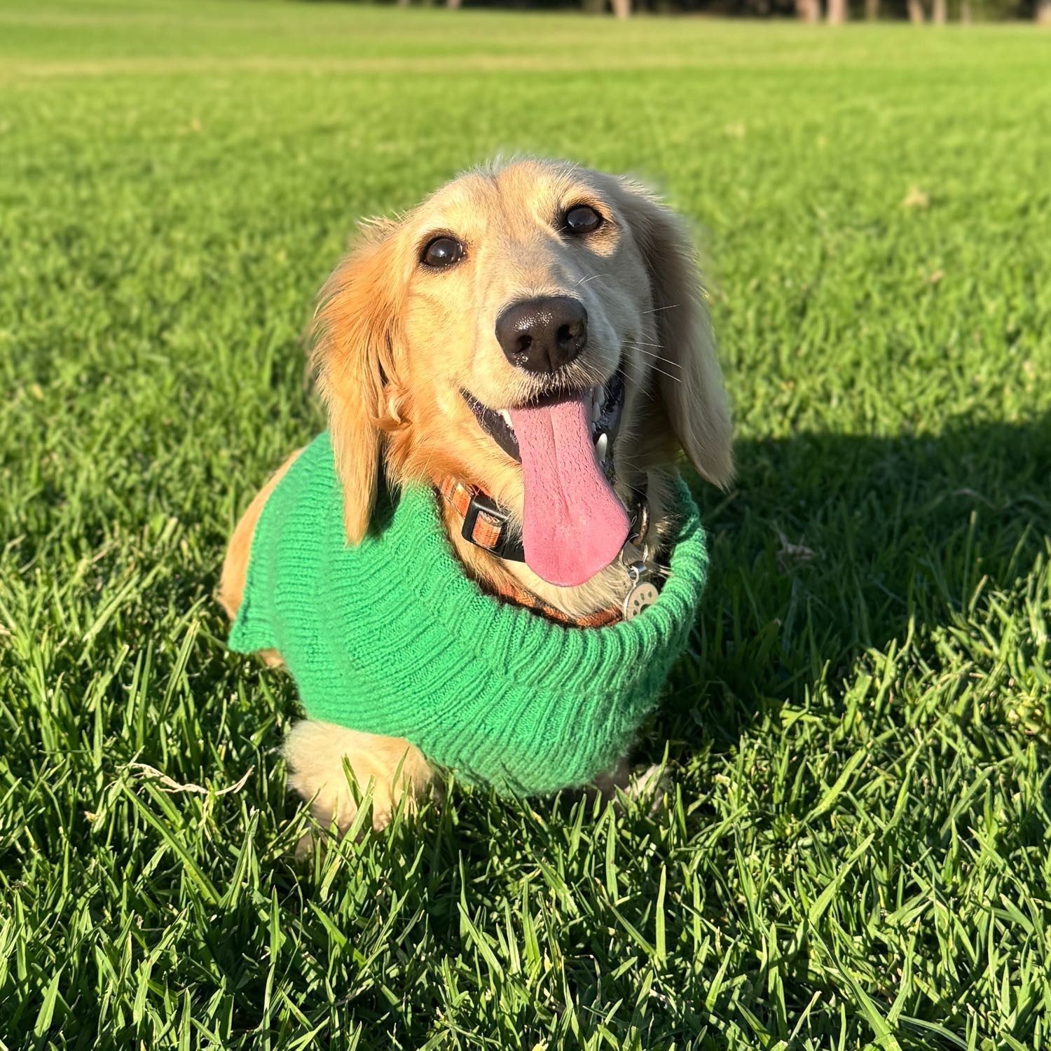 Louie