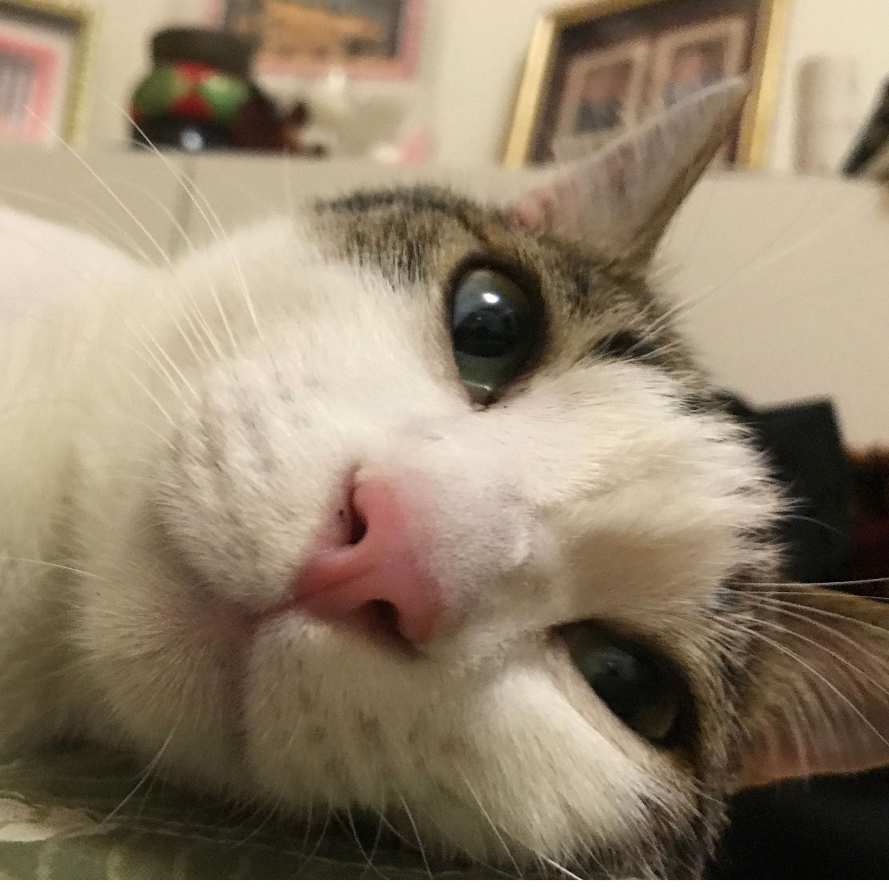 Pipi