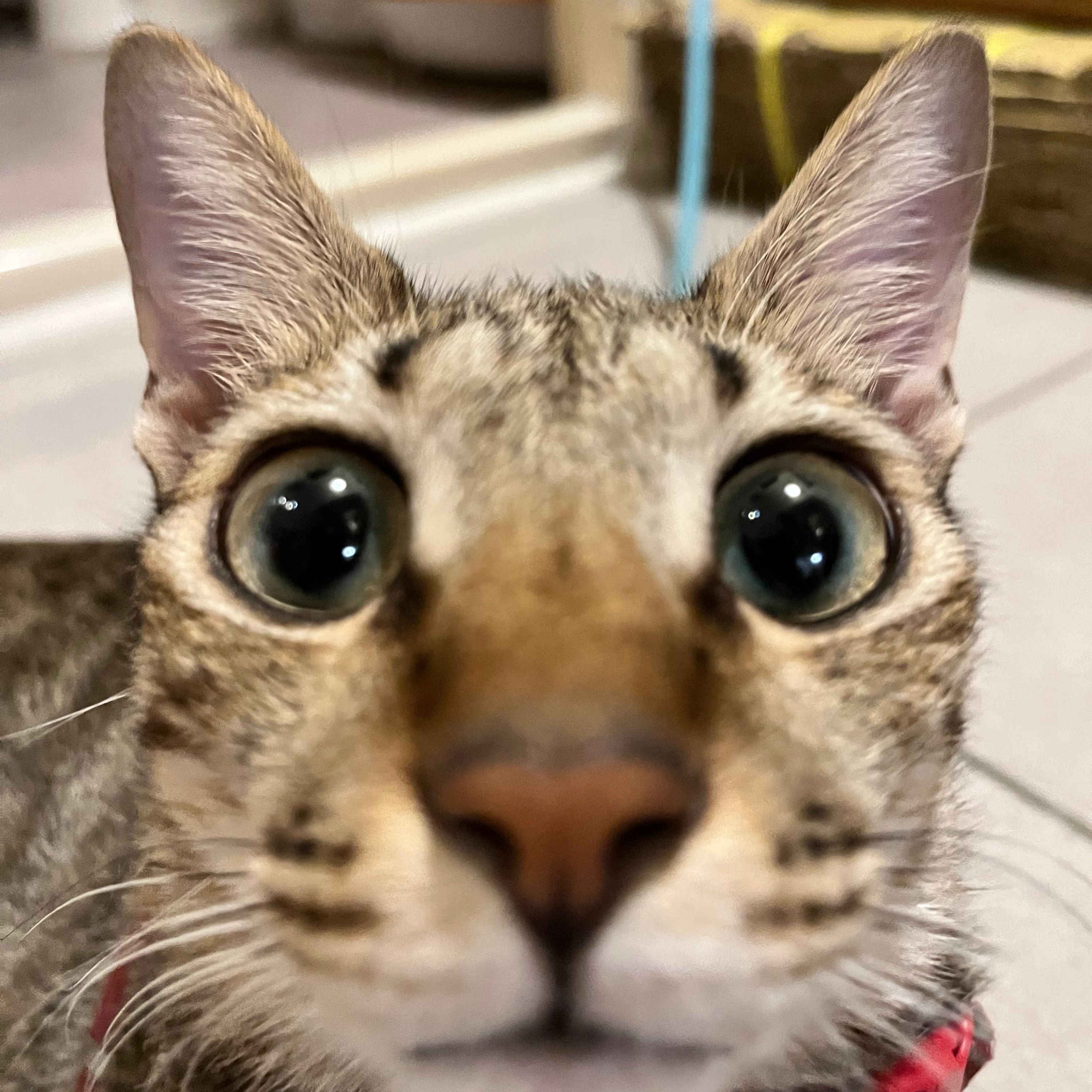 Dandan