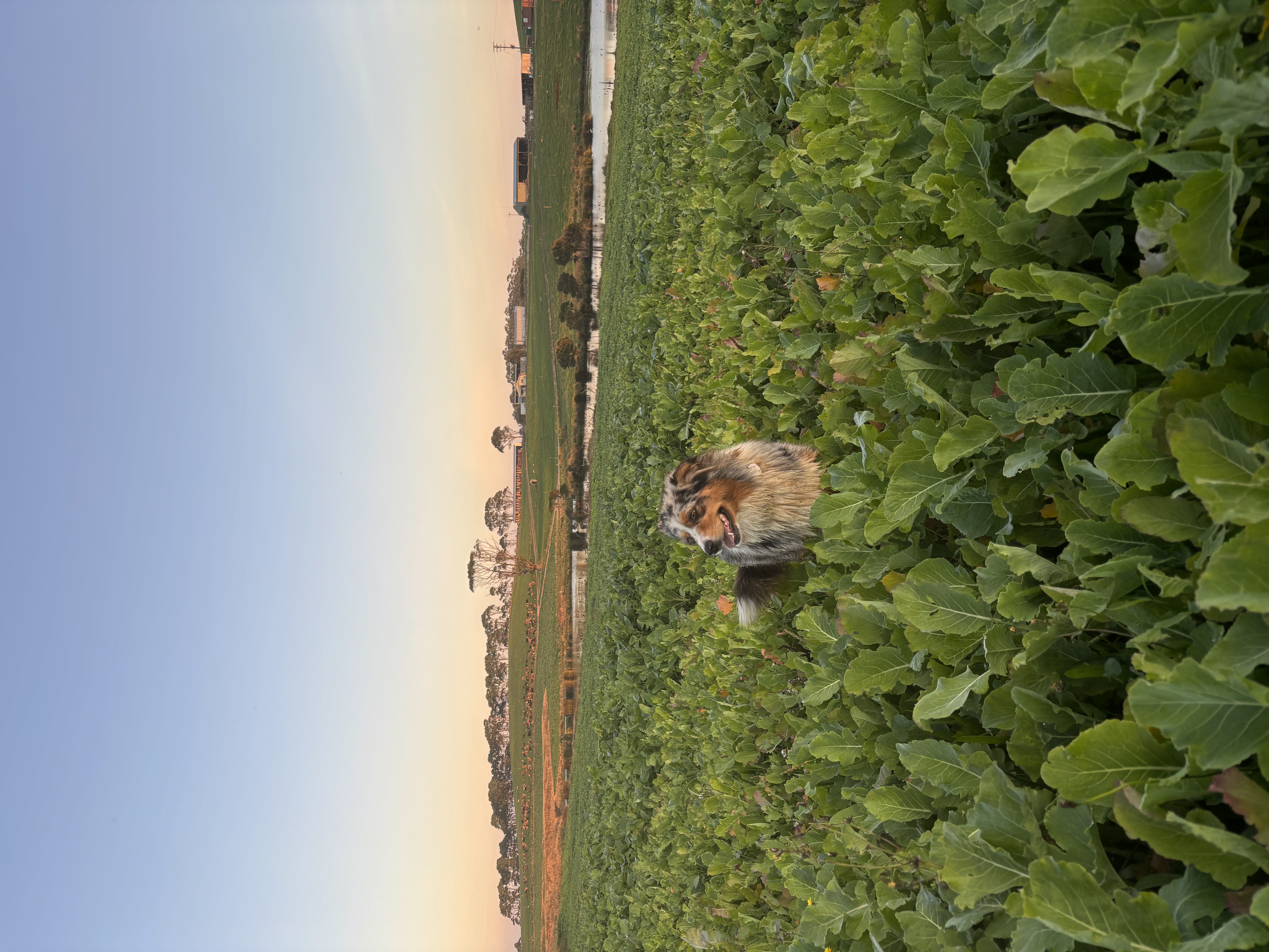 image-2