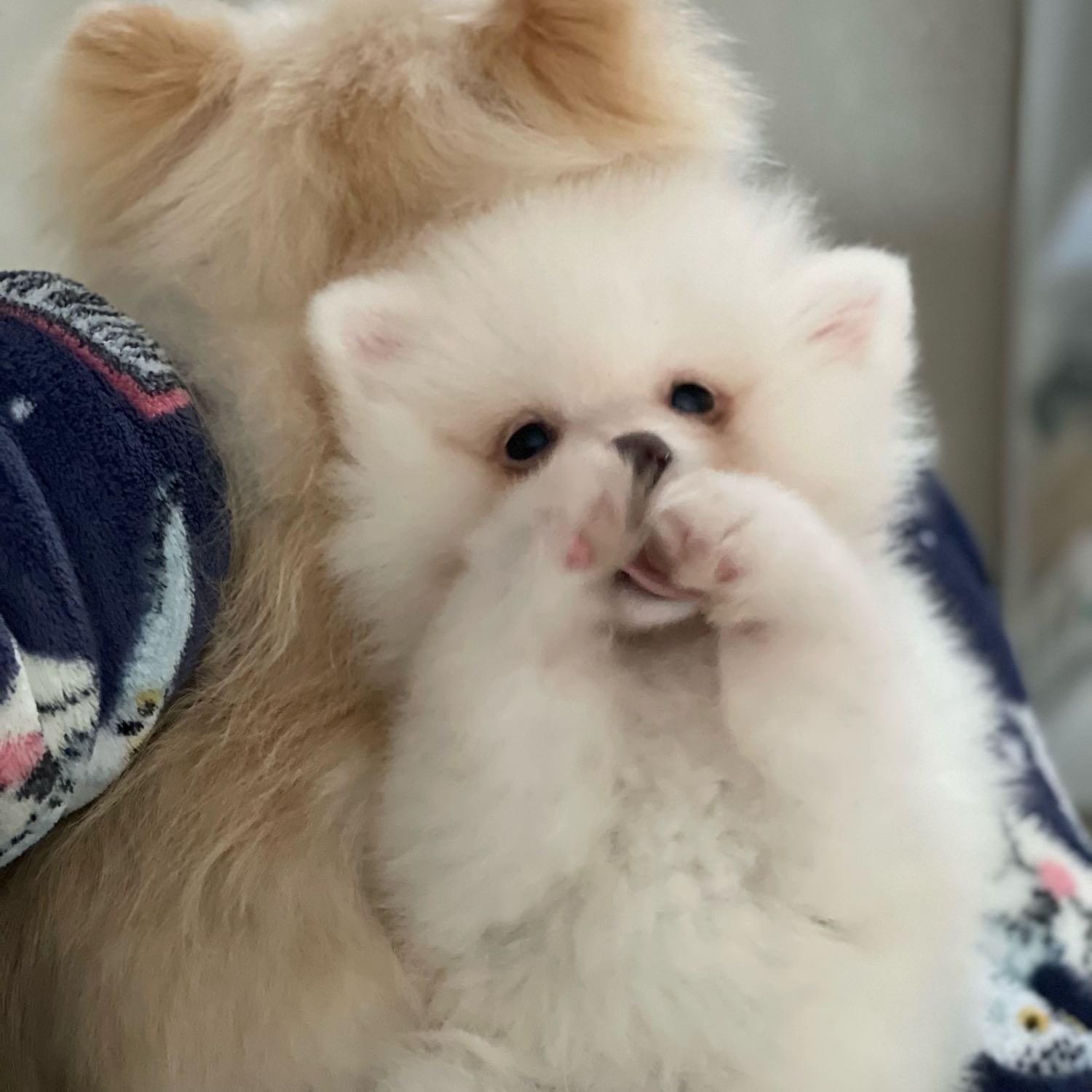 Cookie