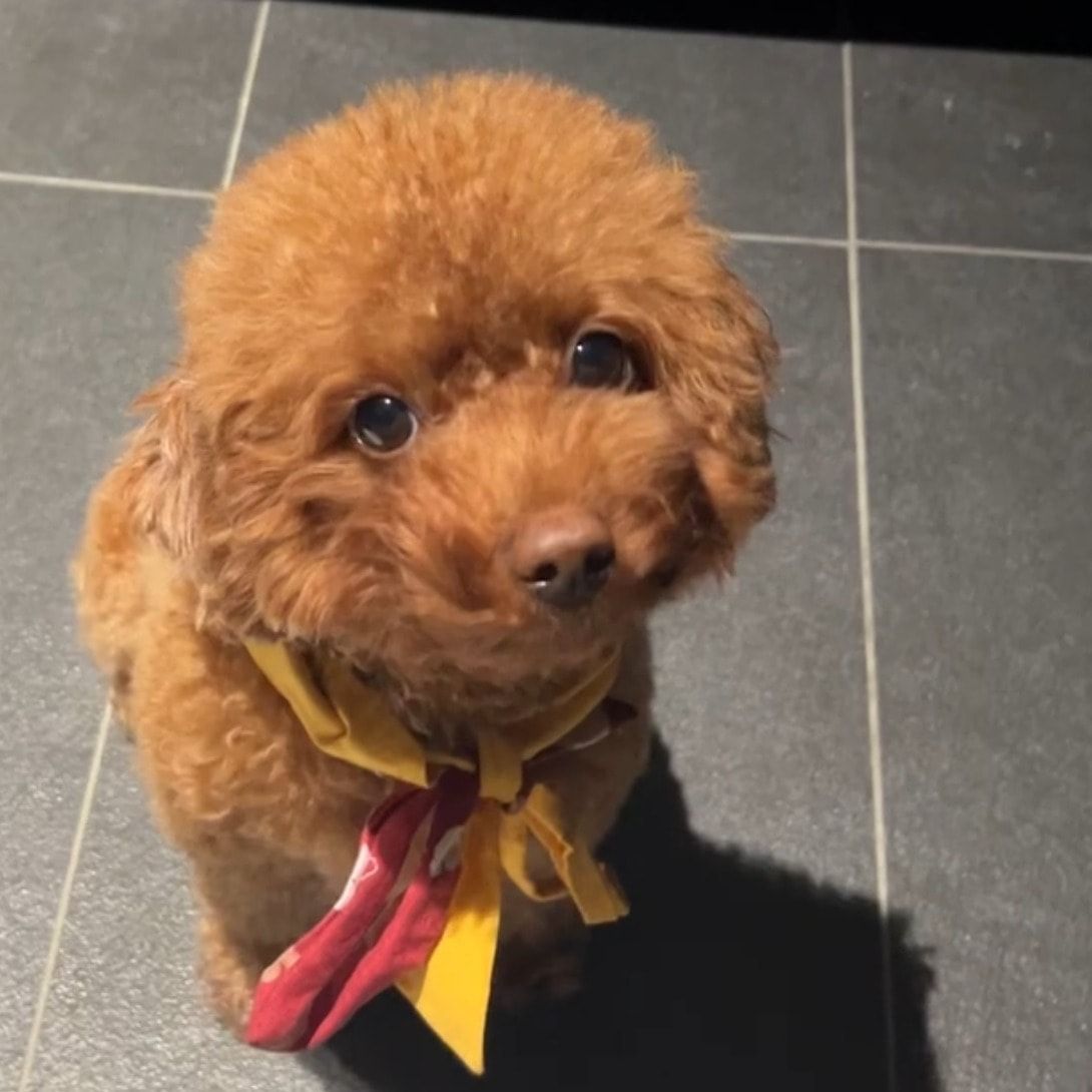Chewie