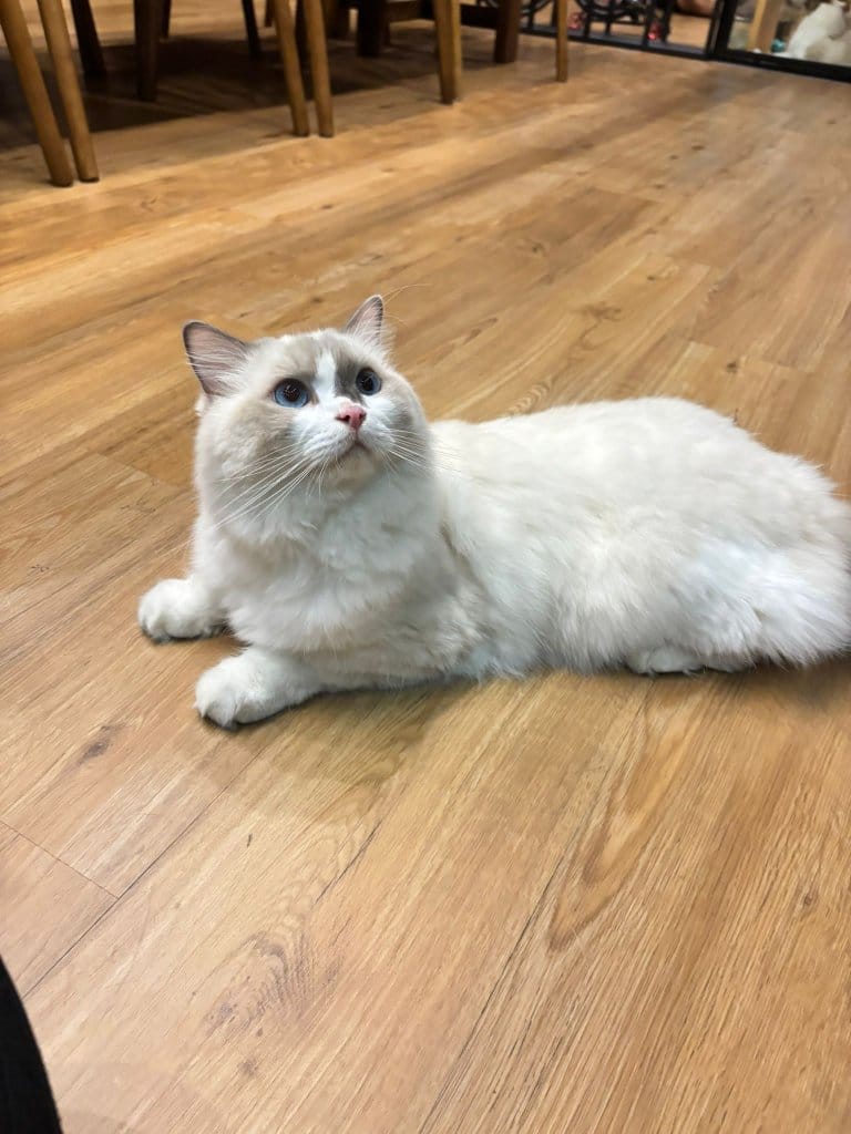 Oscar