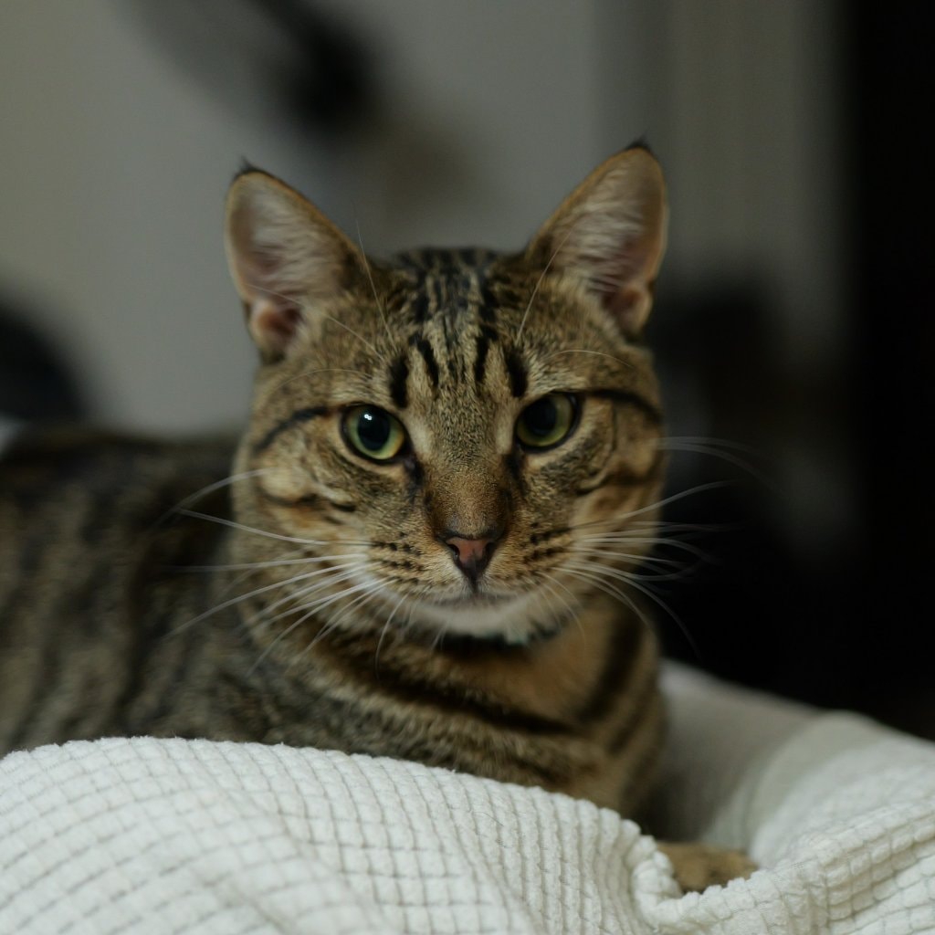 Burrito