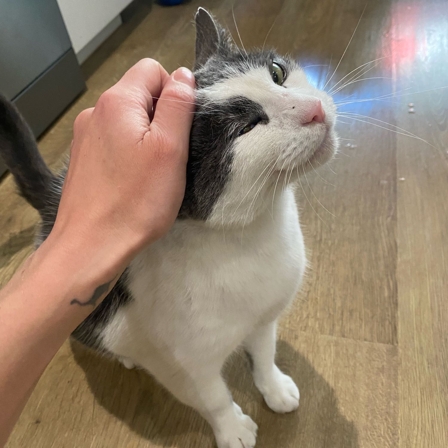 Archie 