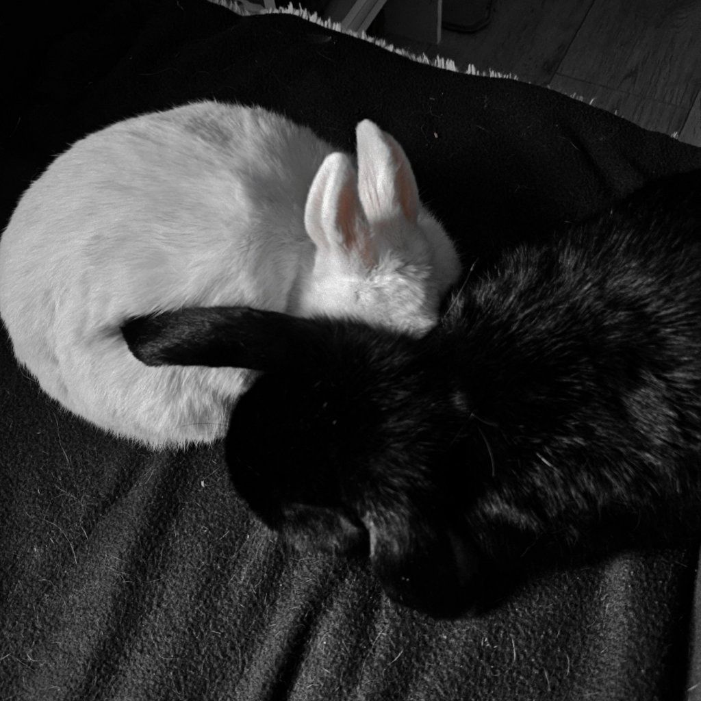 Moon et Shadow