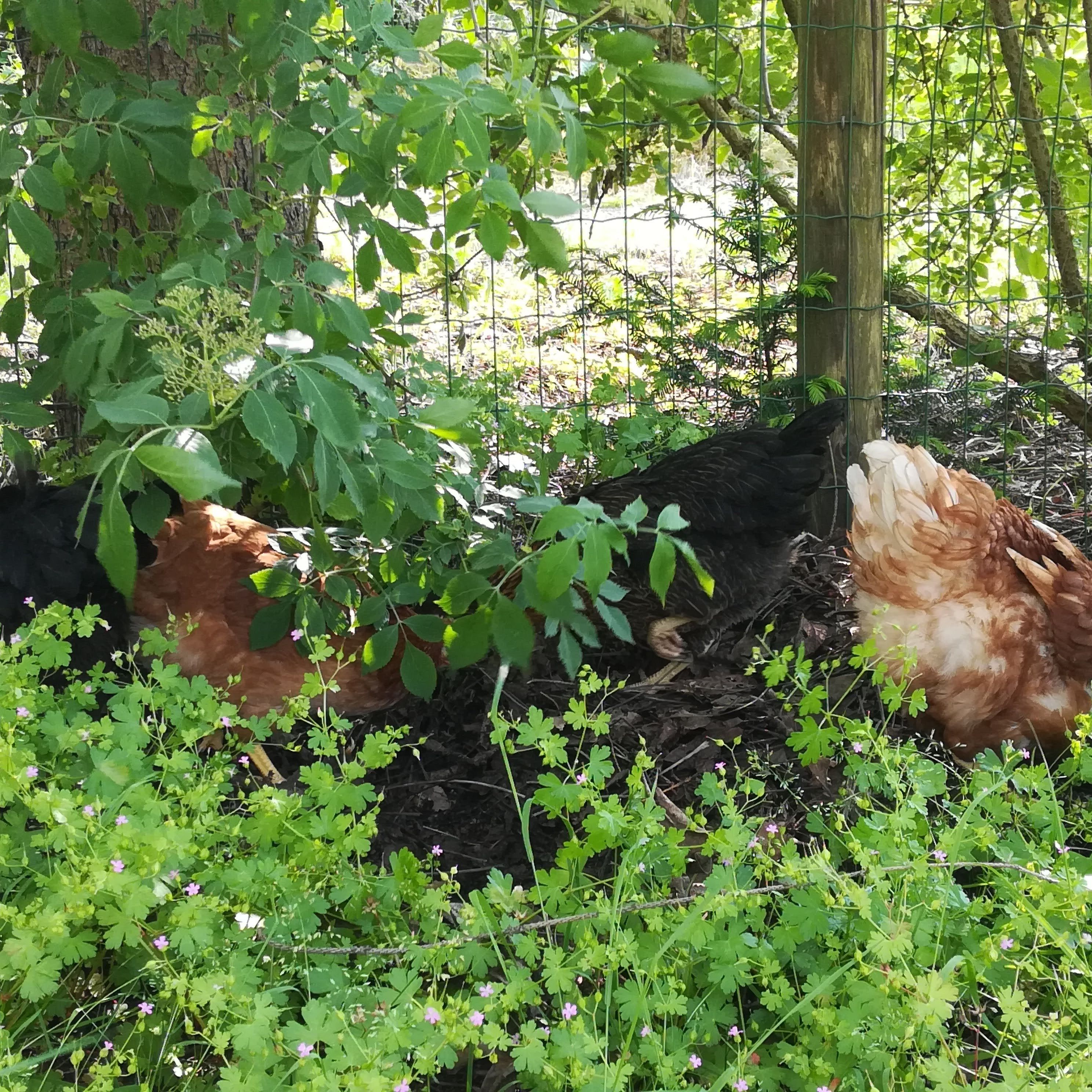 The Ladies
