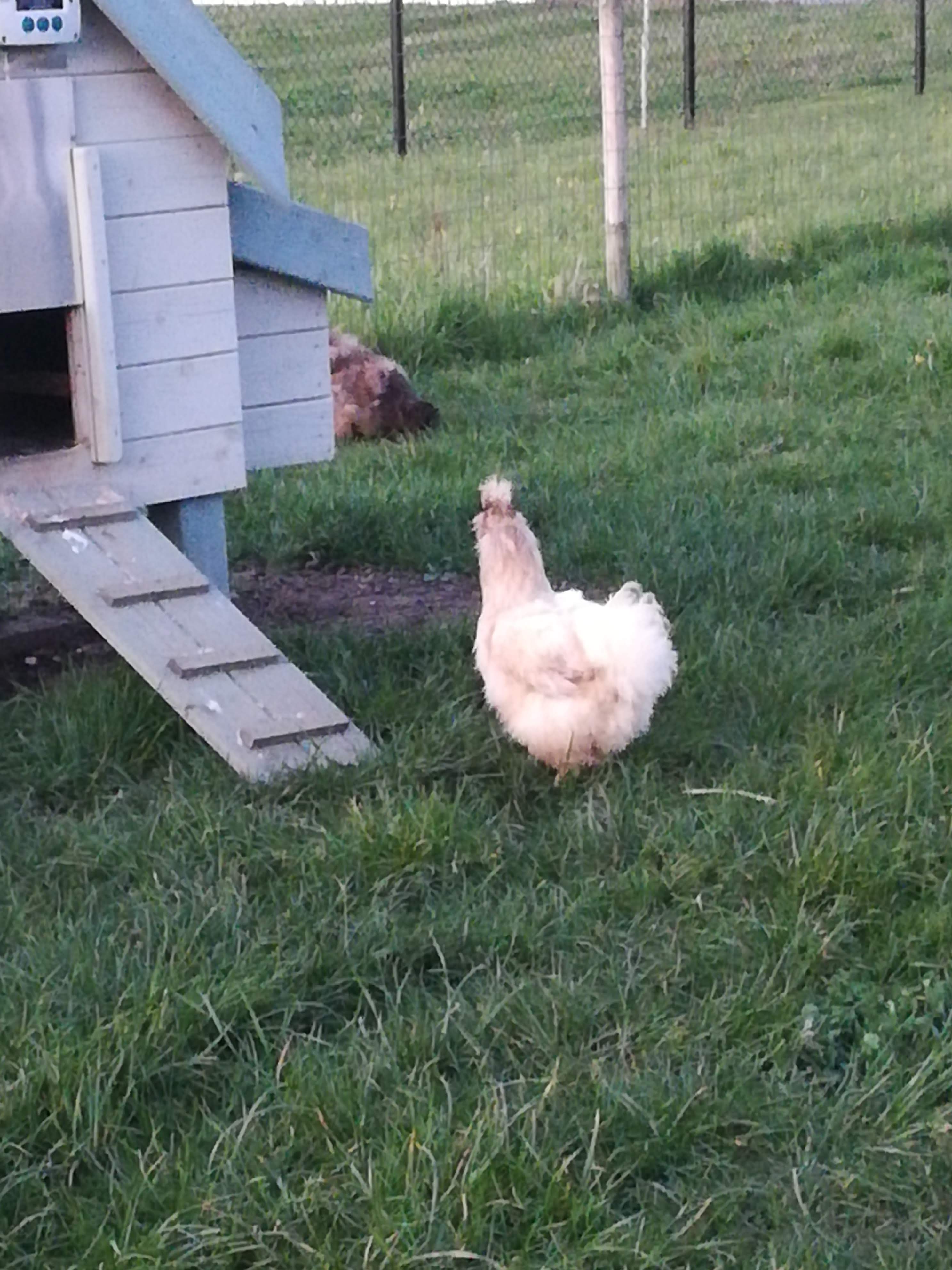 image-1