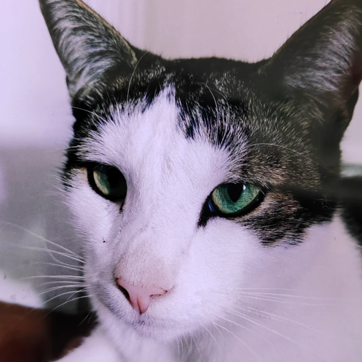 Basil