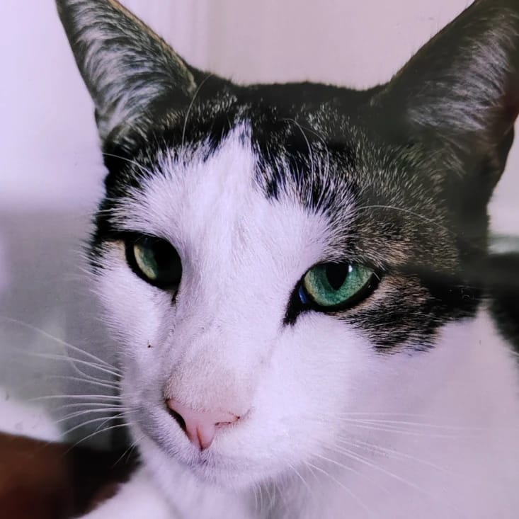 Basil