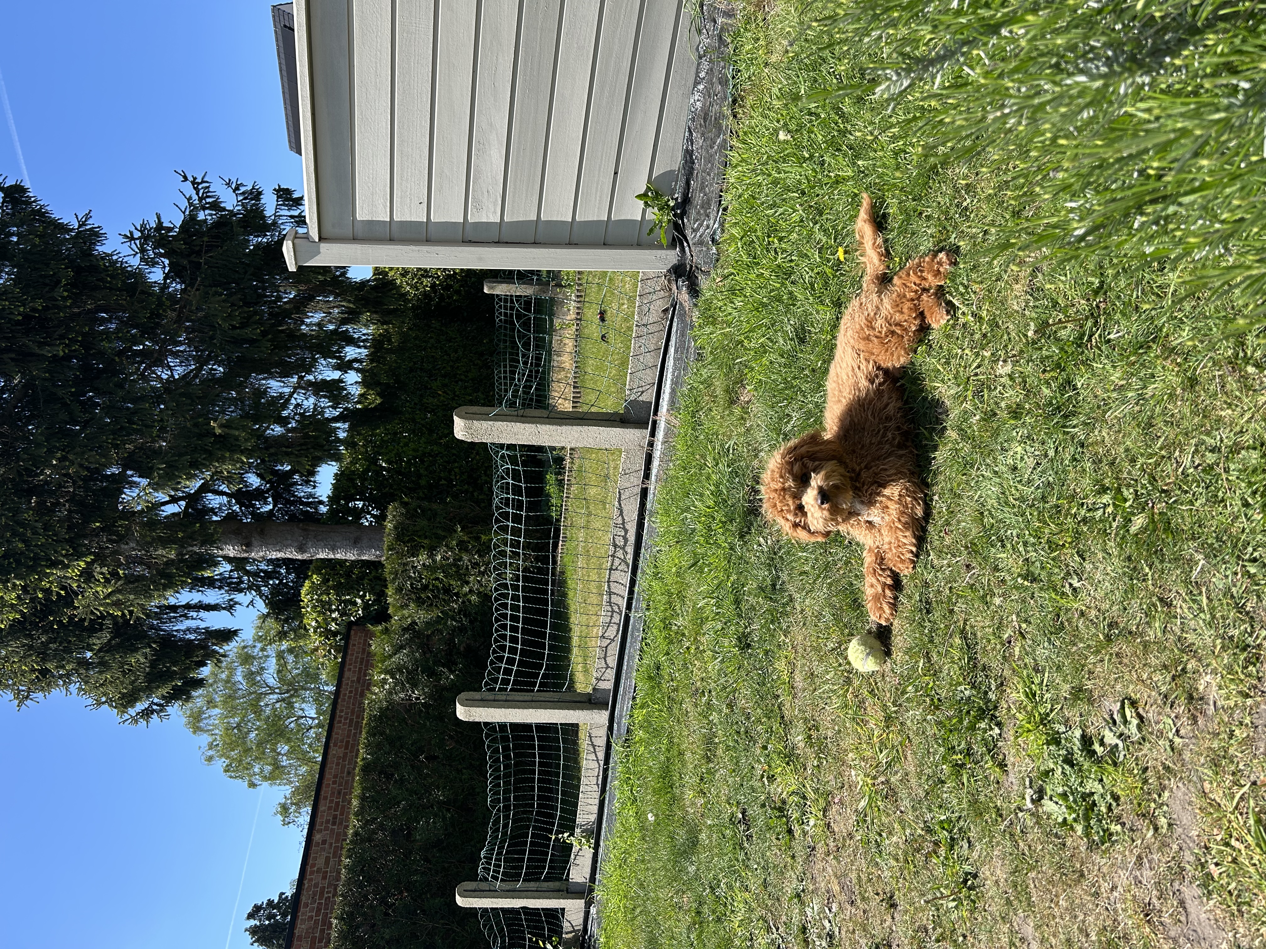image-12