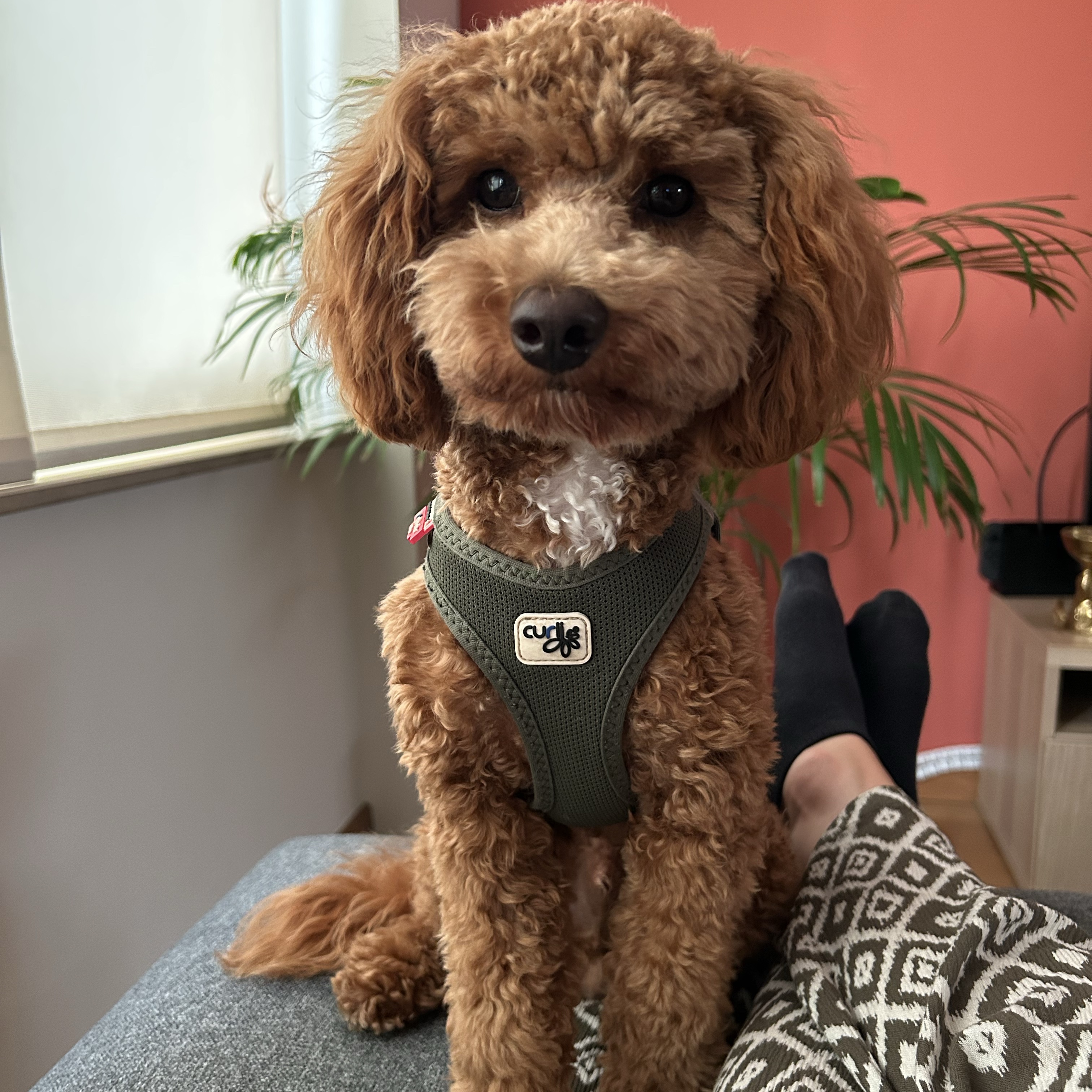 Archie