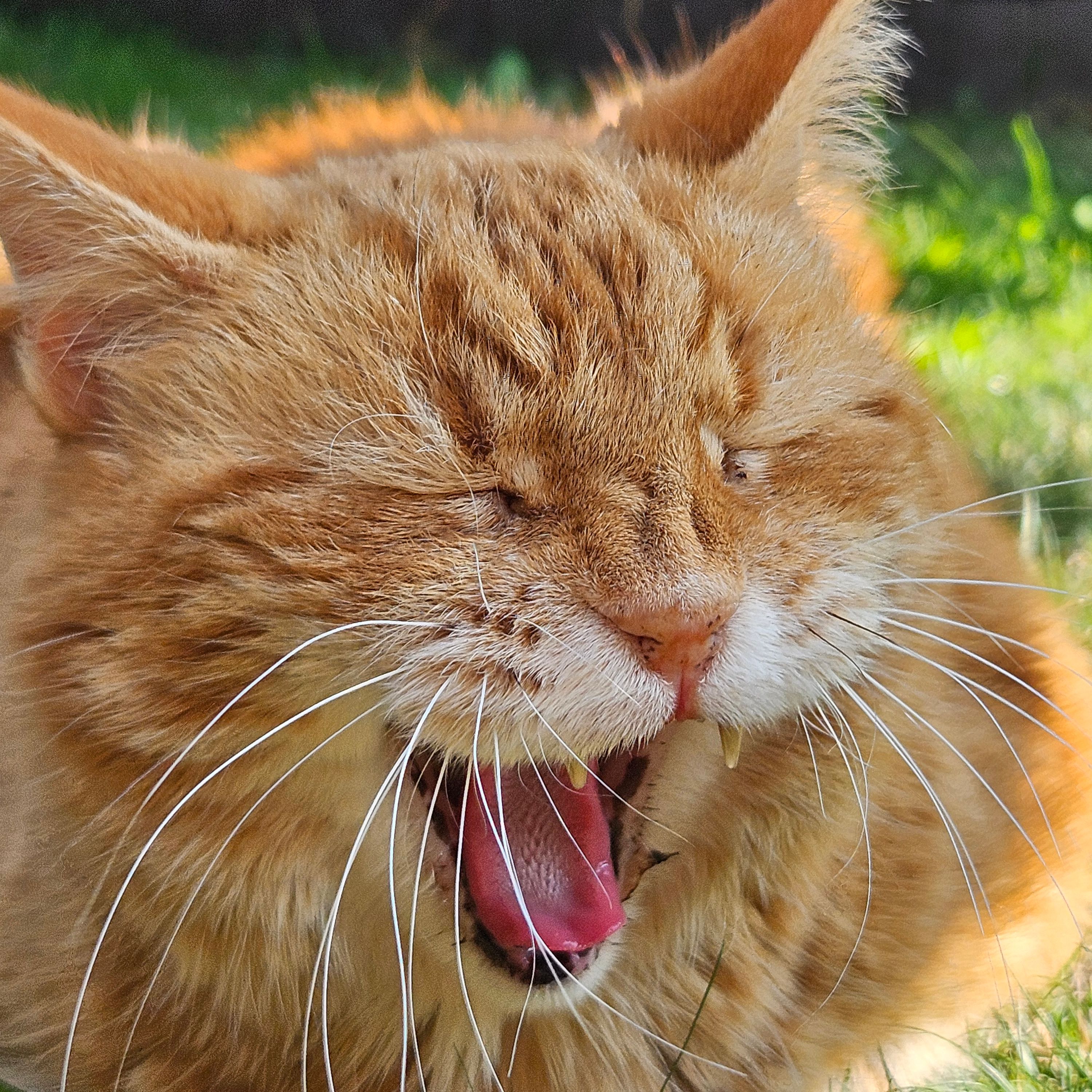 Simba