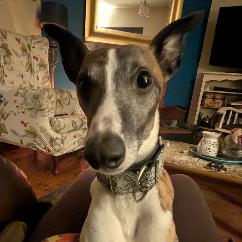 Pippin
