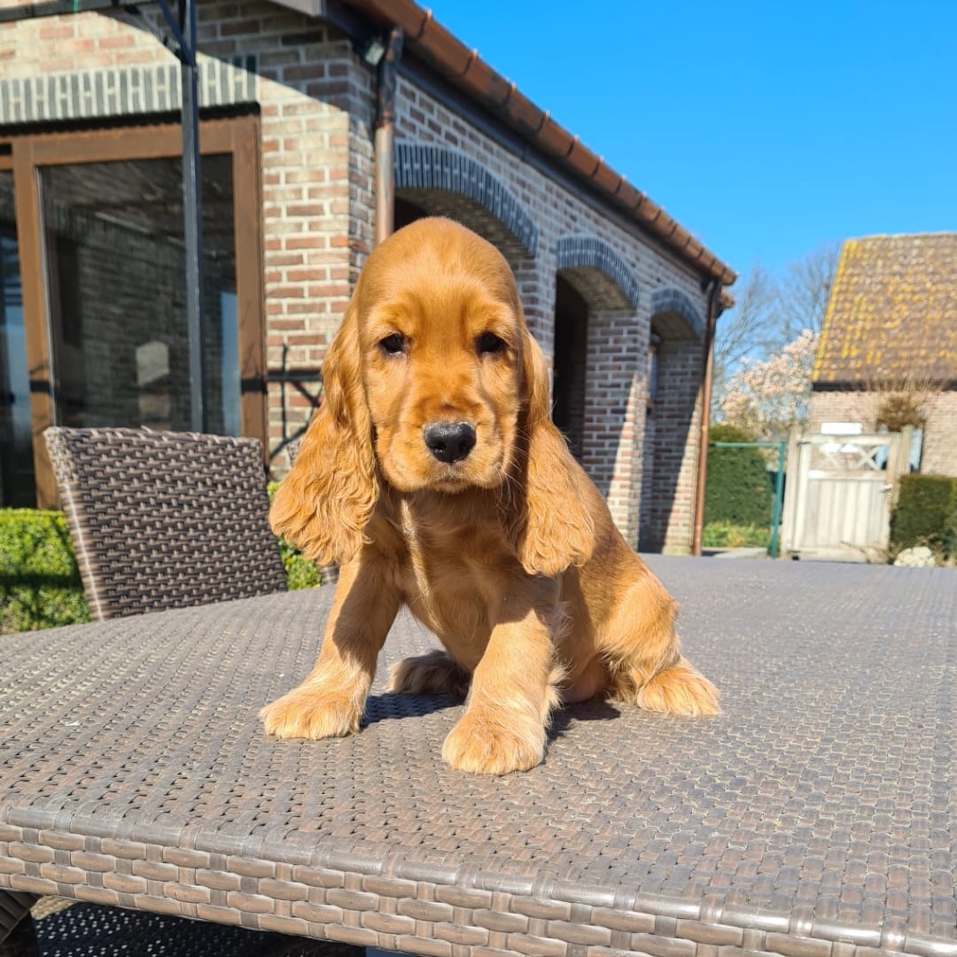 Benny