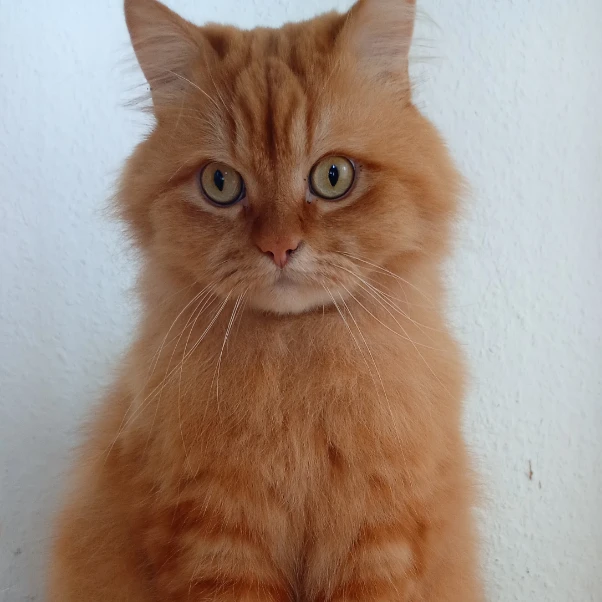 Mogli