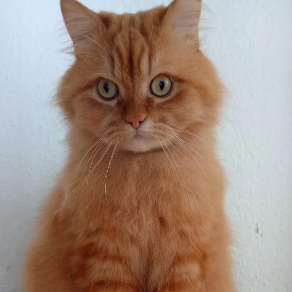 Mogli