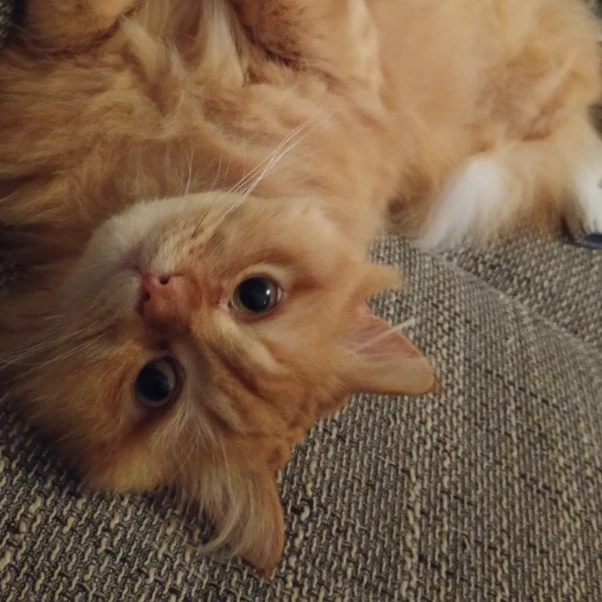 Mogli