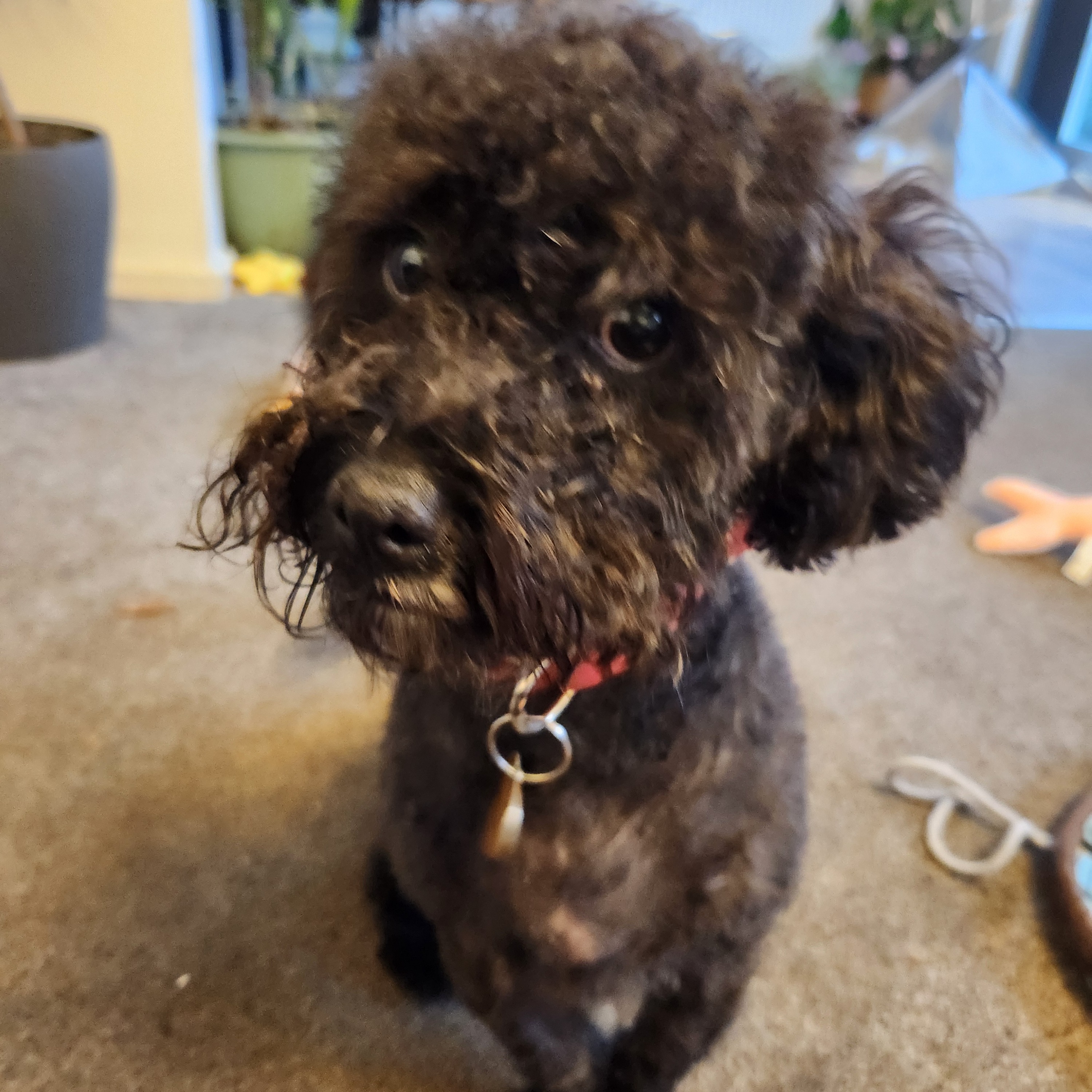 Teddy