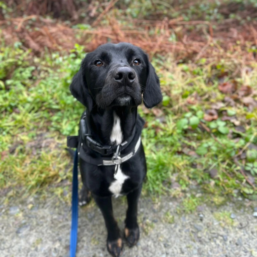 Obi