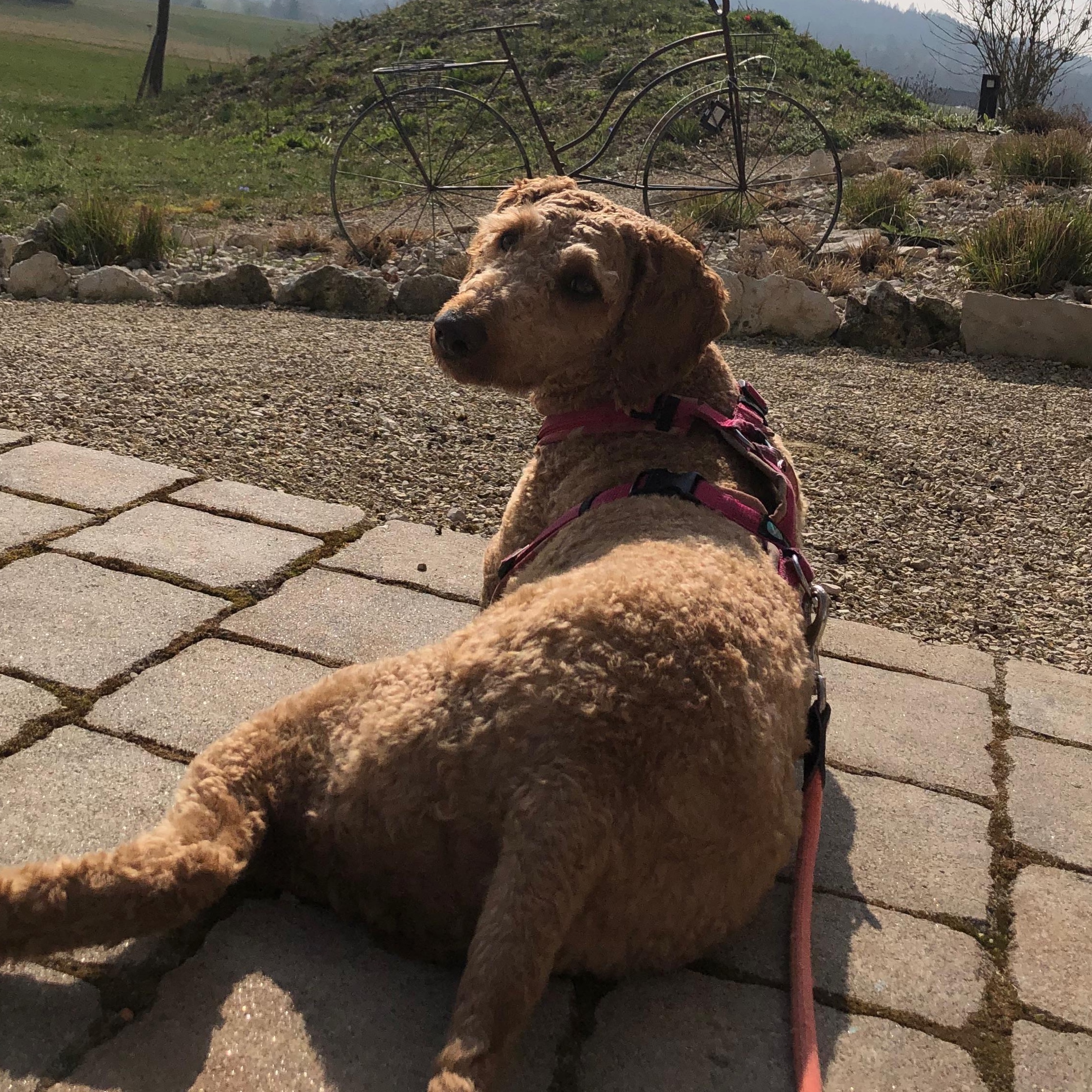 Heidi