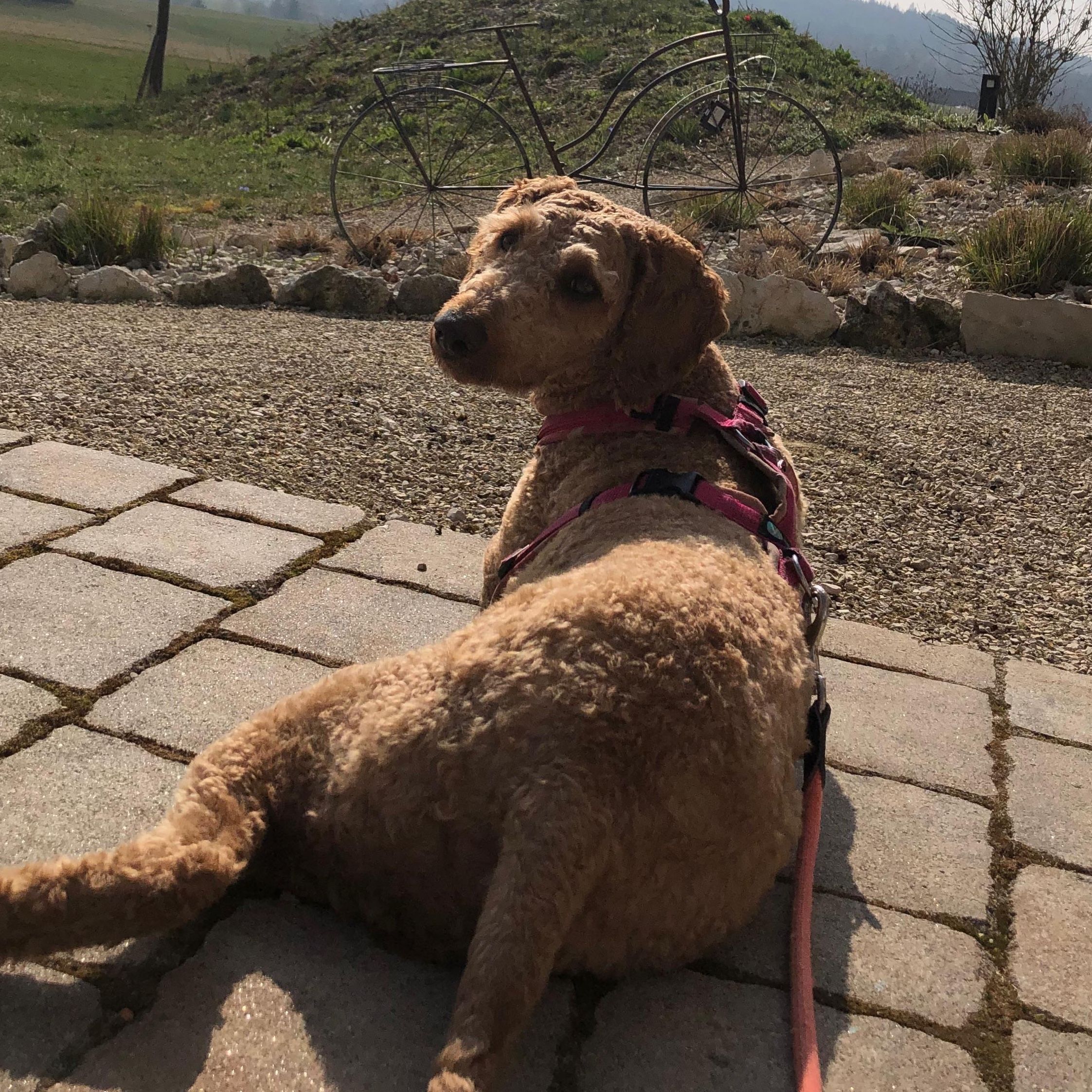 Heidi