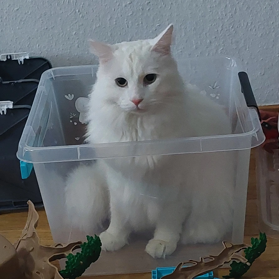 Simba