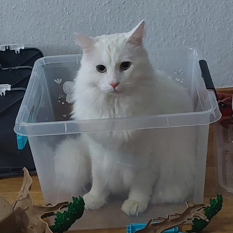 Simba