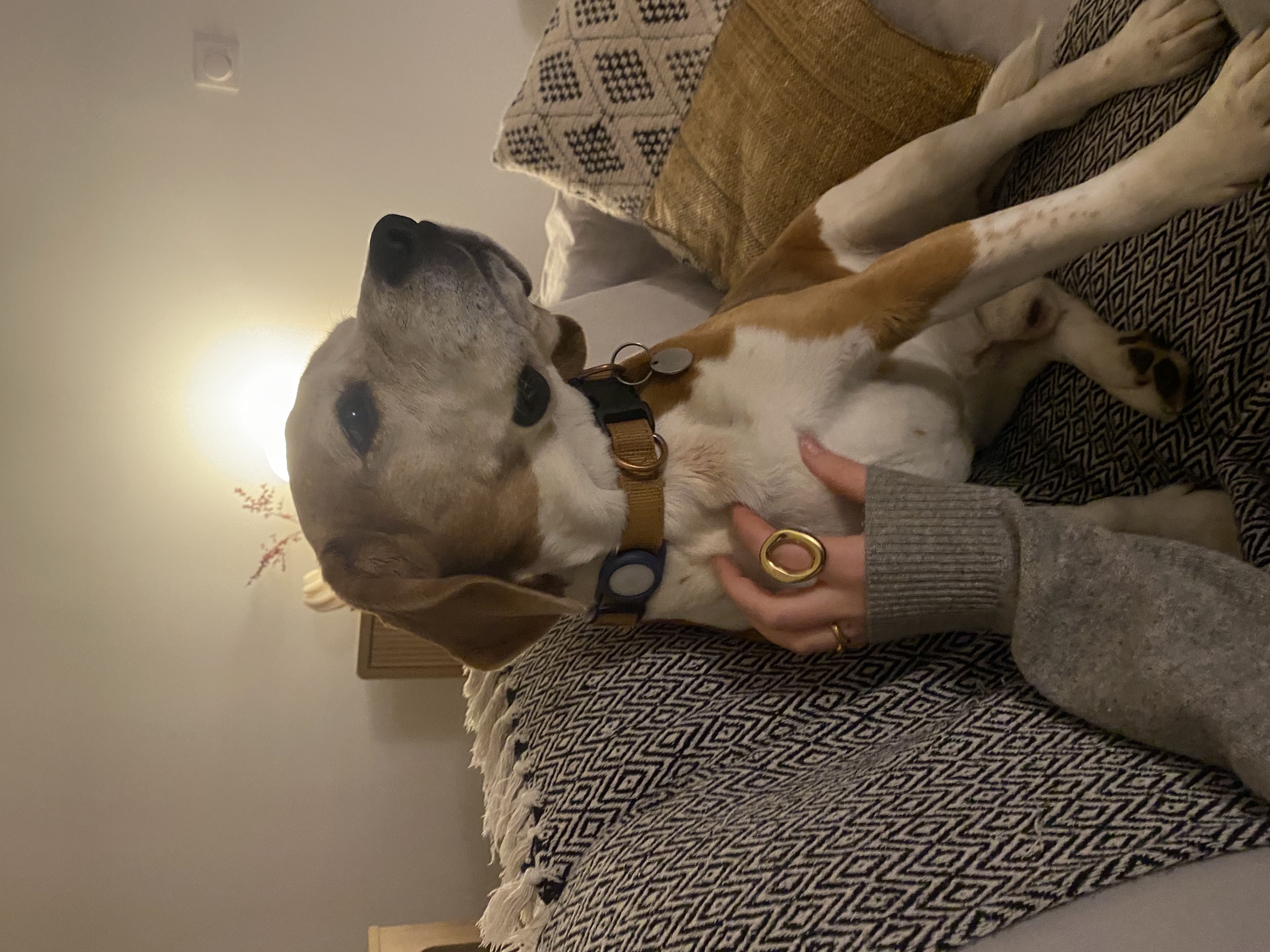 image-11