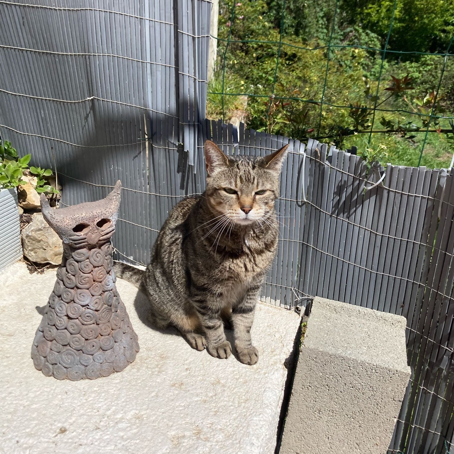 Basil