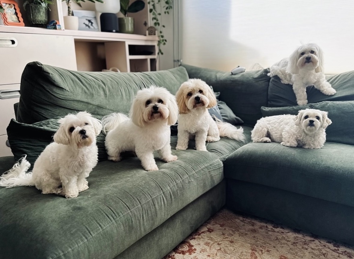 image-12