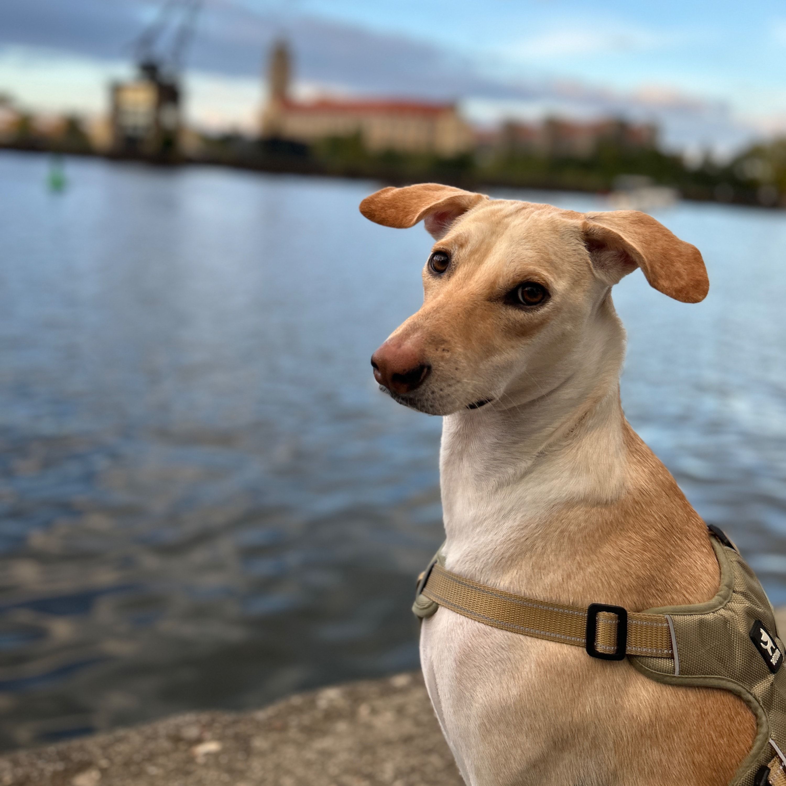 Coco