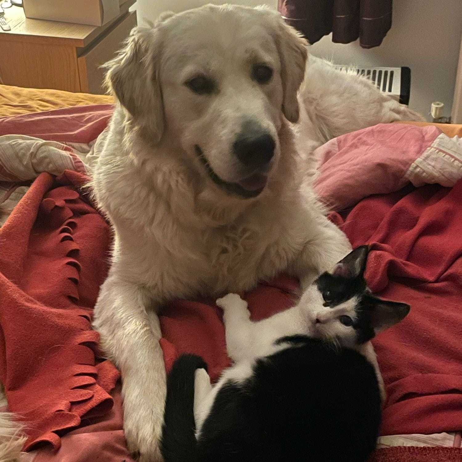 Panda Boo Criminalakis