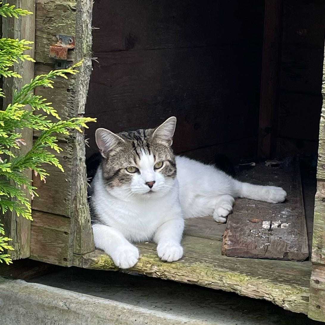 Sunny Boo Criminalakis