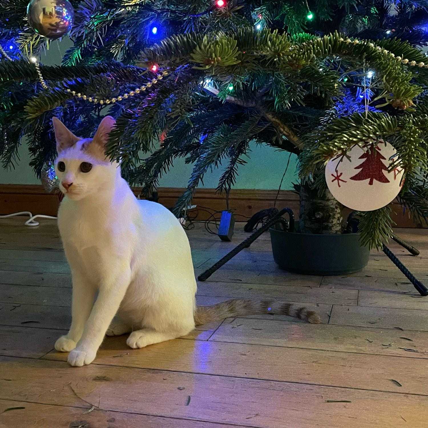 Pita Krikri Agrimaki the Cretan Princess