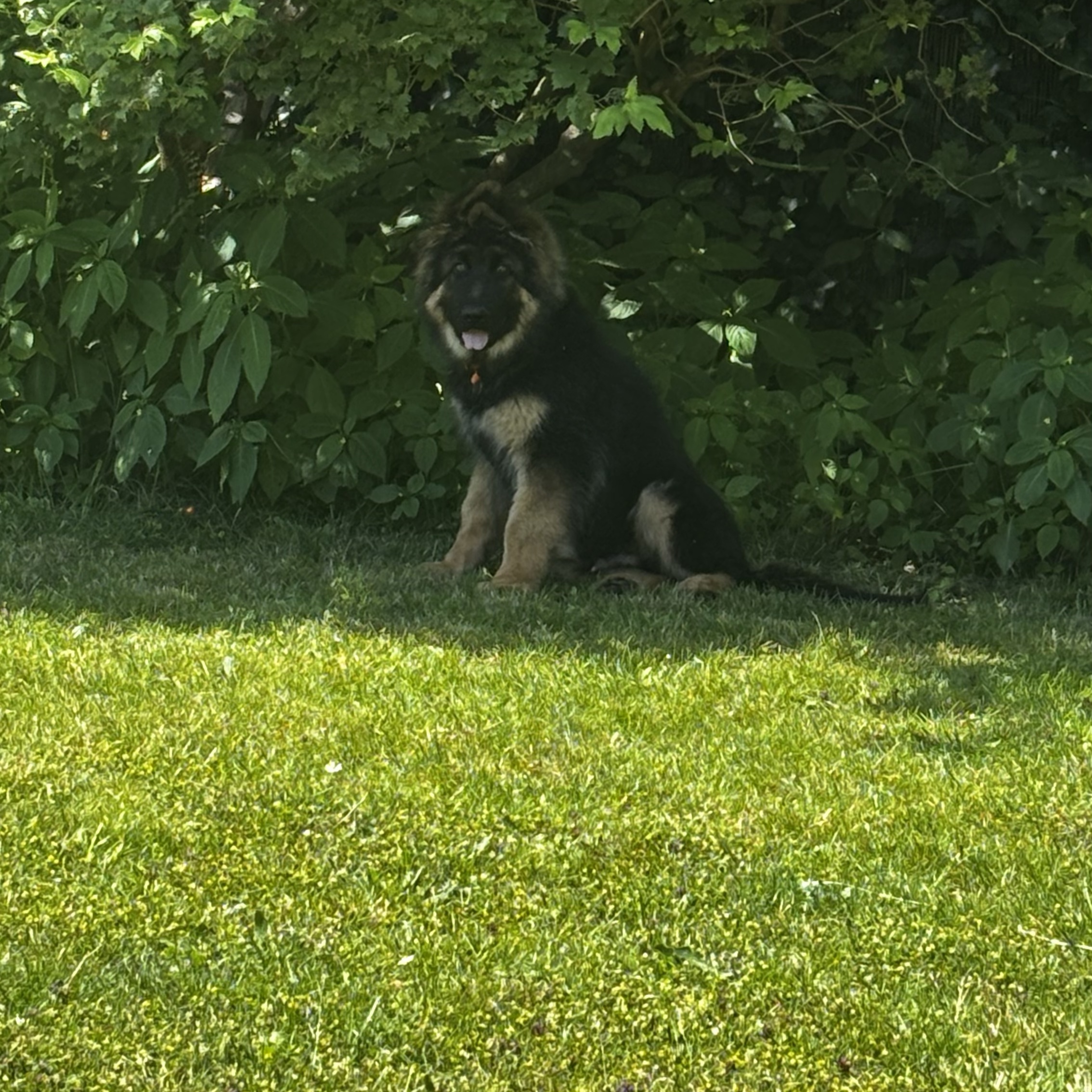 Tarzan