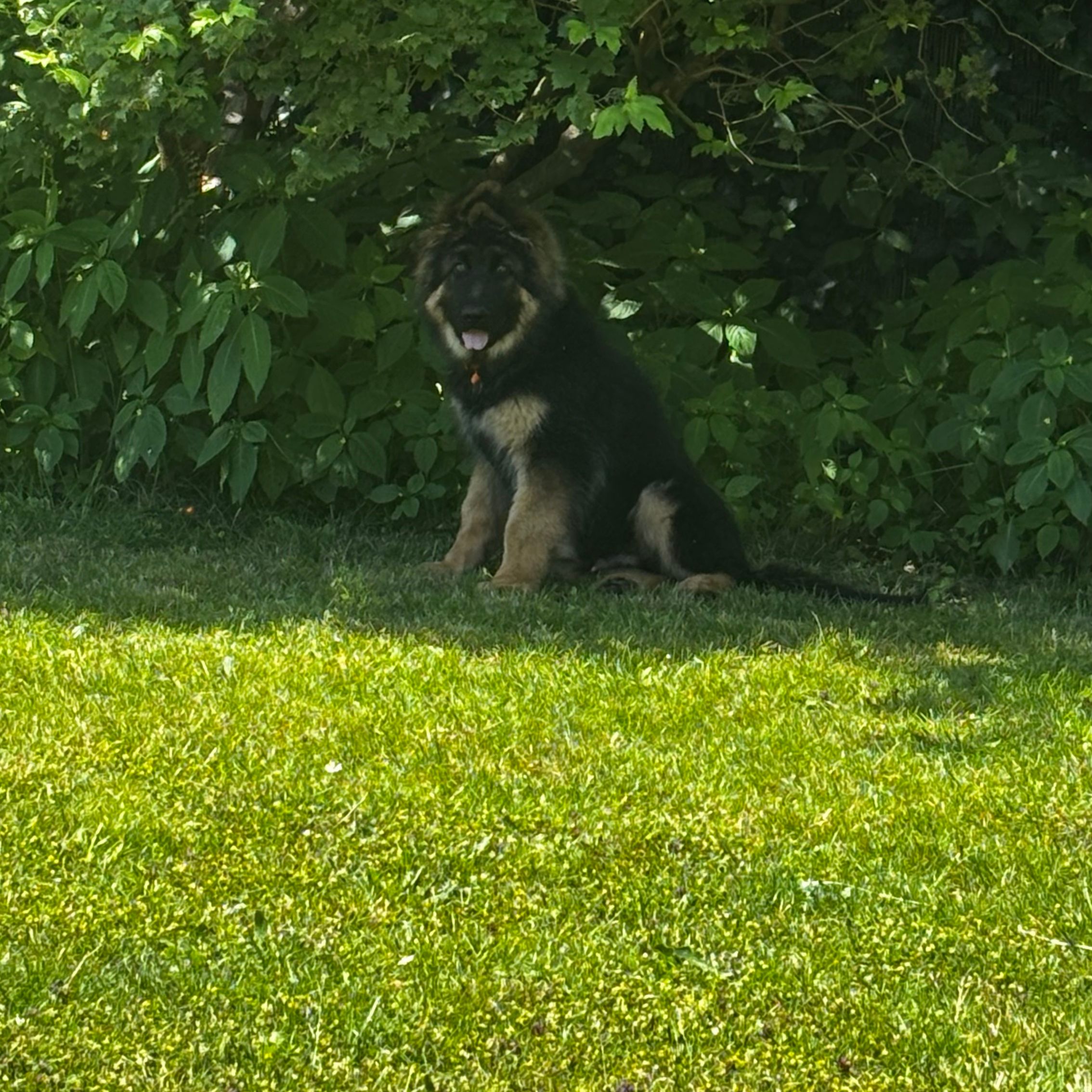Tarzan