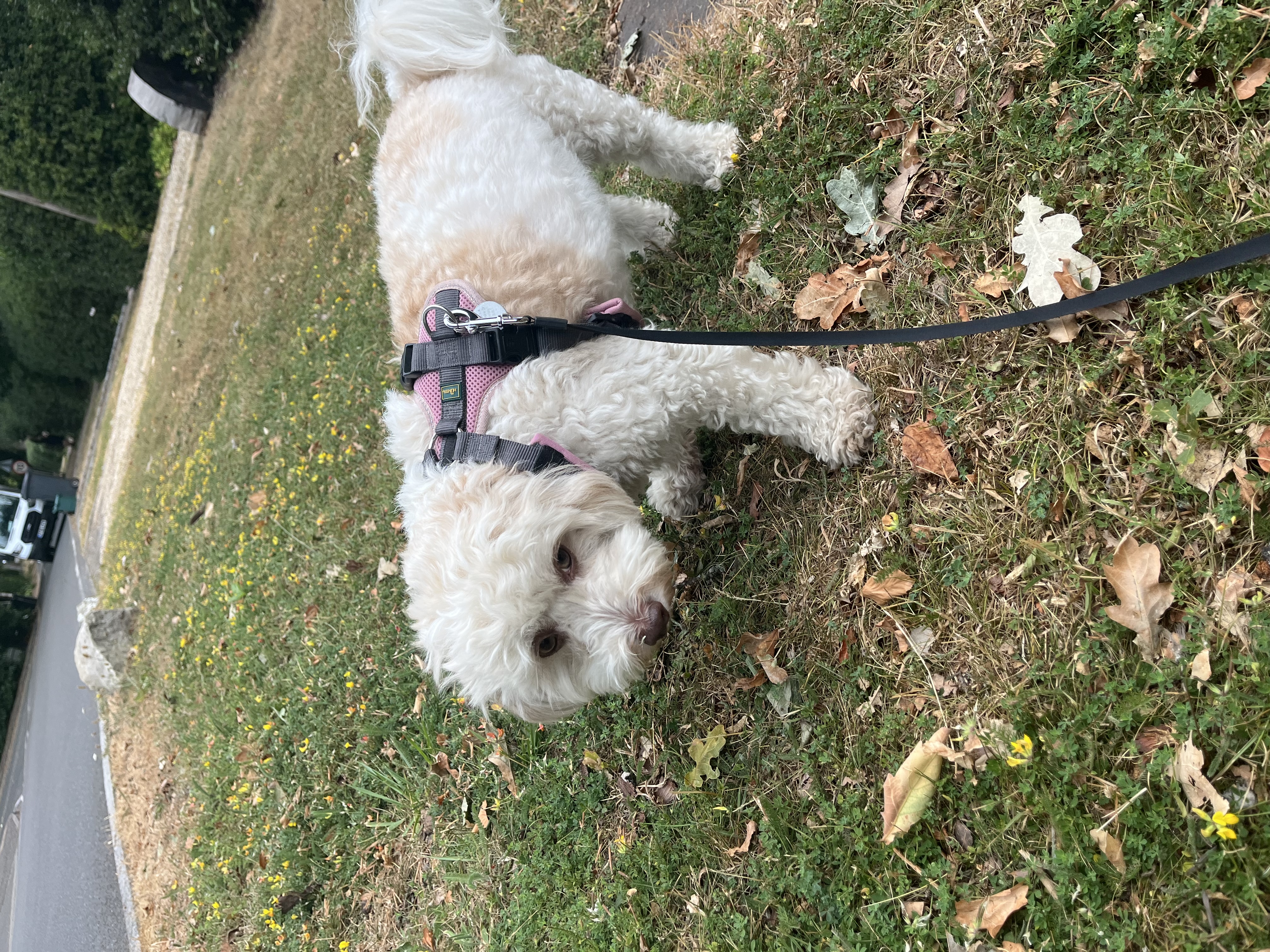 image-20