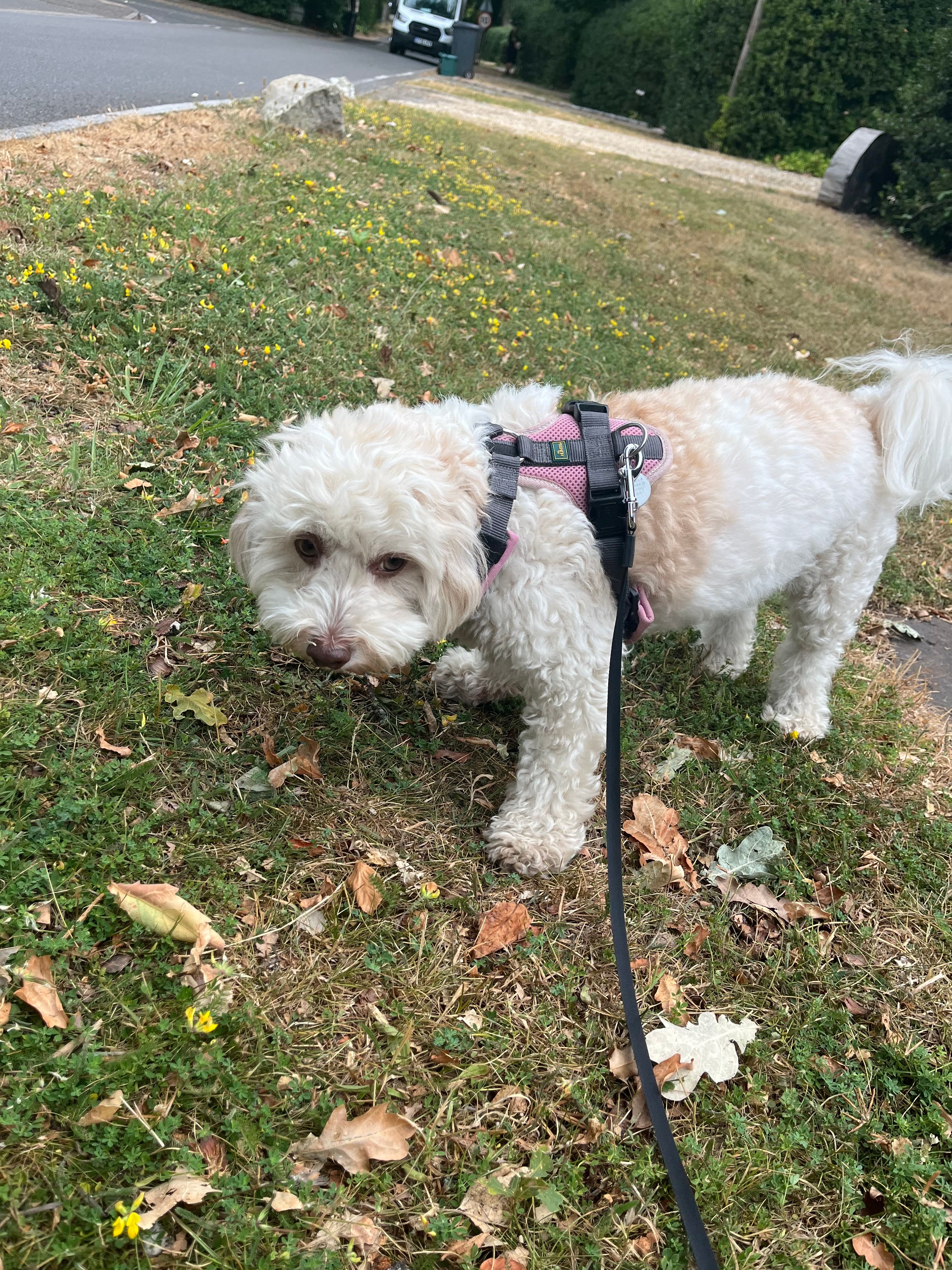 image-20