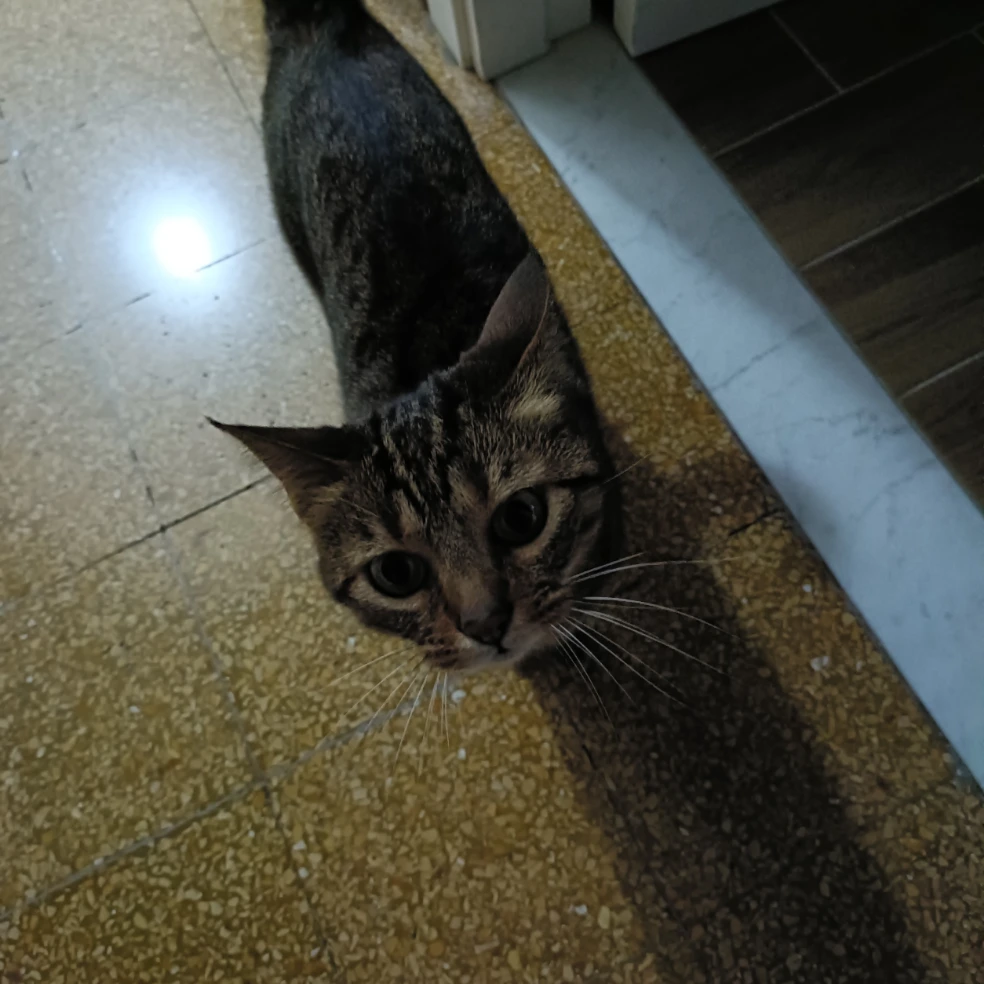 Teti 
